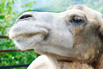 Image showing shot of the camel's head  close up 
