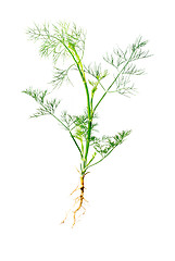 Image showing Green dill with  root isolated on white background. Studio macro 