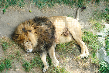 Image showing Lion in zoo 