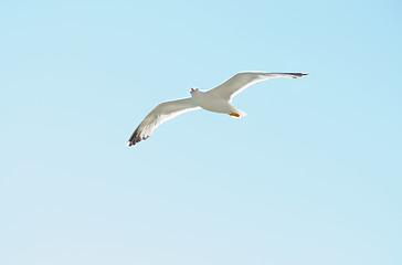 Image showing European Herring Gull (Larus argentatus)  in  blue  sky