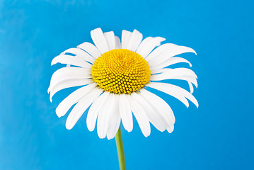 Image showing one chamomiles on blue background in studio