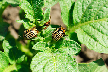 Image showing Two colorado potato beetle on a leaf