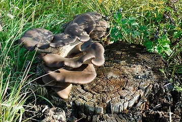 Image showing macro  mushroom oyster on the tree?stump