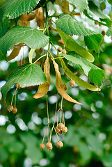 Image showing linden tree seeds closeup on  green leaves background