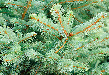 Image showing Blue Spruce Tree Branches  as background