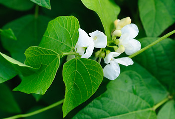 Image showing Bean flowers with water drops selective focus  . Shallow depth of field.