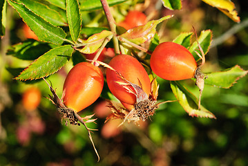 Image showing ROSA CANINA - DOG ROSE PLANT .  