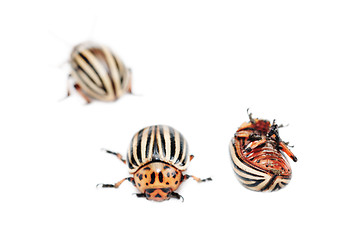 Image showing three colorado potato bug (leptinotarsa decemlineata) isolated on the white background 