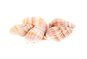 Image showing shellfish studio shot  isolation on white background 