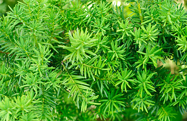 Image showing Yew (Taxus baccata)  green leaves  background