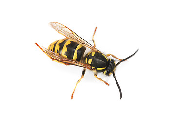 Image showing wasp isolated on white background