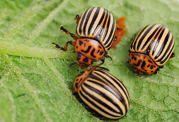 Image showing ?hree Colorado potato beetle on a leaf