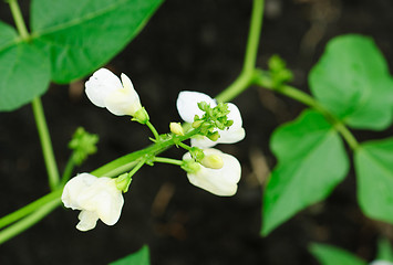 Image showing Bean flowers selective focus. Shallow depth of field.