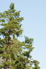 Image showing pines against the blue sky