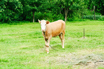 Image showing young brown bull in a pasture