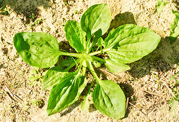 Image showing herbal medicine: (Plantago lanceolata )  in the soil