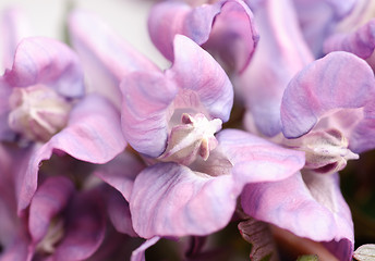 Image showing Flower Corydalis halleri. Spring close-up. 