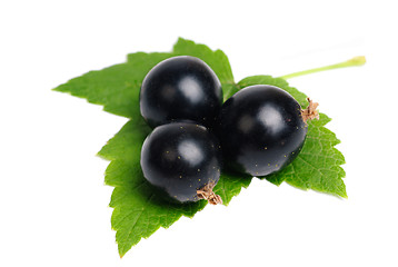 Image showing Black currant with leaves isolated  on  white