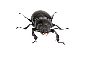 Image showing Female Lucanus cervus (stag beetle) isolated on the white background 