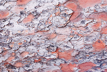 Image showing pine tree bark of  texture background