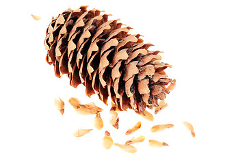 Image showing Cone spruce with seeds on a white background 