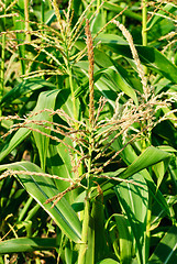 Image showing Corn Field   close-up  as  background