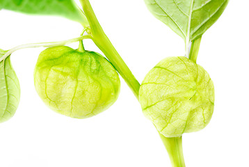 Image showing Physalis with bud,lantern  isolated on white background 