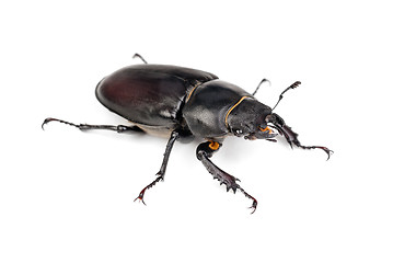 Image showing Female Lucanus cervus (stag beetle) isolated on the white background 