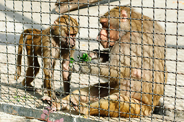 Image showing Two monkeys in a cage