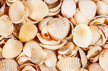 Image showing shellfish  background  studio shot