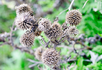 Image showing A dried up Thistle on the  green background