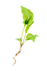 Image showing Horseradish (Cochlearia armoracia)  isolated  on  white  background