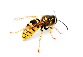 Image showing wasp isolated on white background