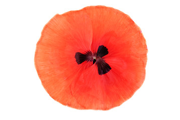 Image showing Beautiful red poppy leaf isolated on white background 