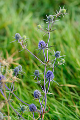 Image showing Flat sea holly steel blue eryngo green background (eryngium planum) 