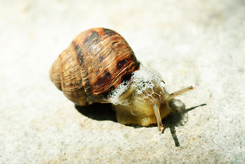 Image showing macro brown snail on a grey background