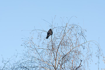 Image showing bird crow on tree on background winter sky 