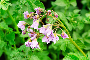 Image showing pink potato flower on a green background