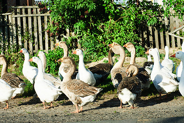 Image showing Flock of white and brown geese front of  the paling  