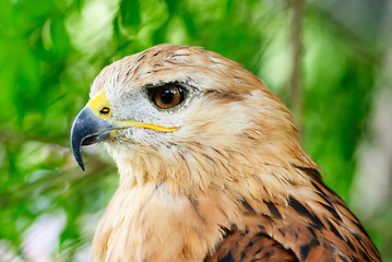 Image showing Close-up of a long-legged buzzard (Buteo rufinus). . 