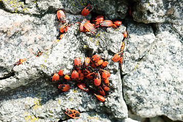 Image showing Pyrrhocoris apterus, is a common insect of the family Pyrrhocoridae. The firebug,