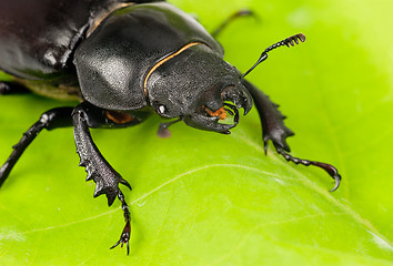 Image showing Female Lucanus cervus (stag beetle) i on the green  leaf