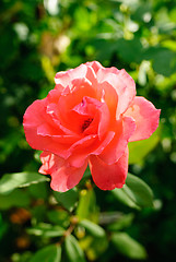 Image showing One red  rose  on  the  green background