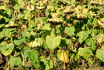 Image showing Sunflower Field 