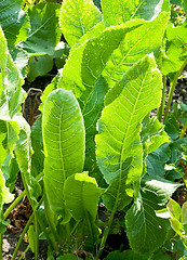 Image showing green leaves of horseradish plant 