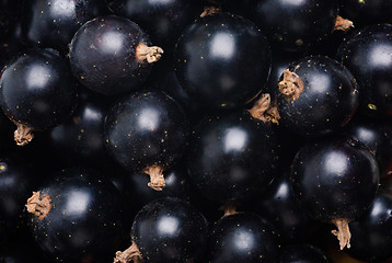 Image showing  black currant as fine food Textured background