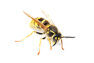 Image showing wasp isolated on white background 