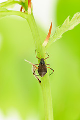 Image showing female aphids on green oak branch