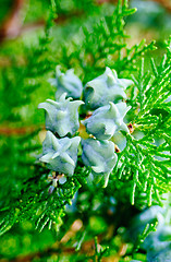 Image showing Fruits of thuja  in close view 