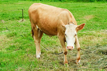 Image showing young brown bull in a pasture